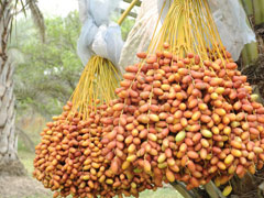 date palm Date Palm

