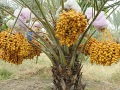 date palm Date Palm
