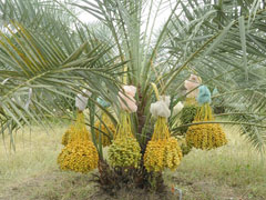 date palm Date Palm
